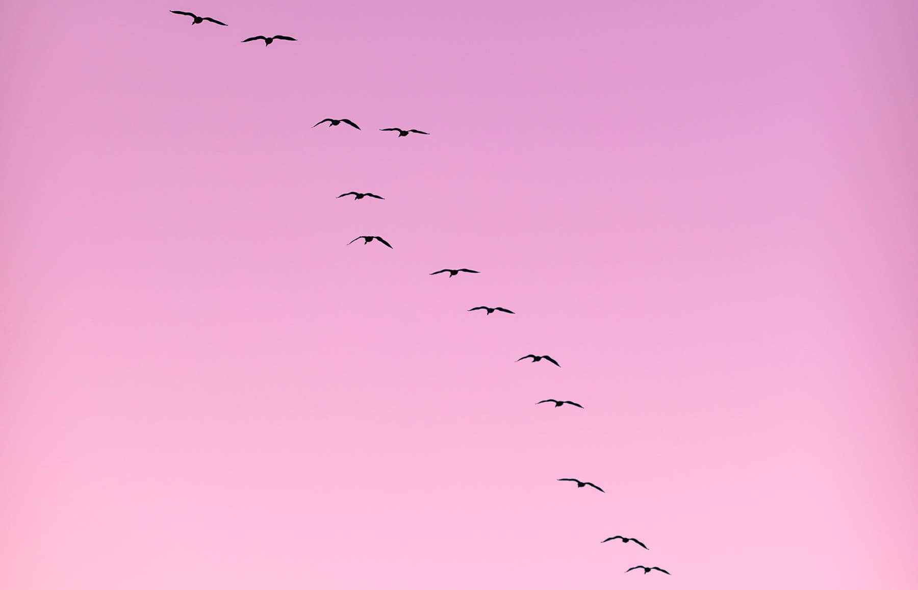 Migration patterns of birds explained